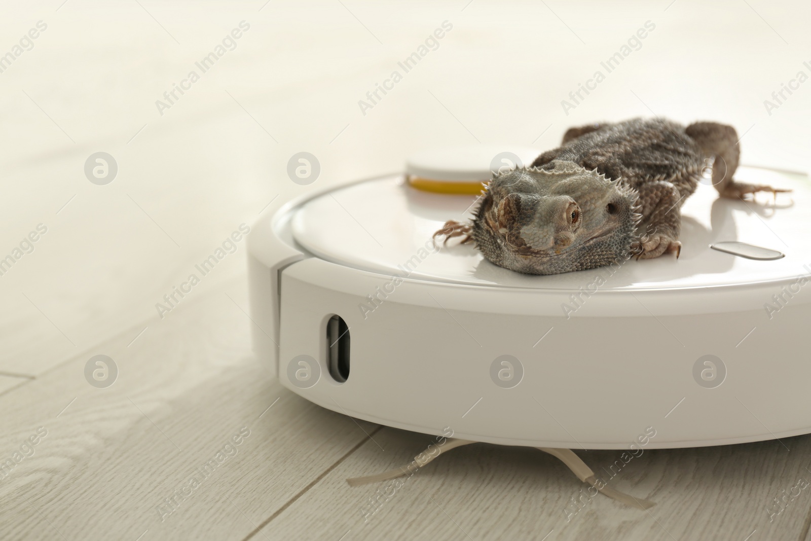 Photo of Robotic vacuum cleaner and bearded dragon lizard indoors, closeup