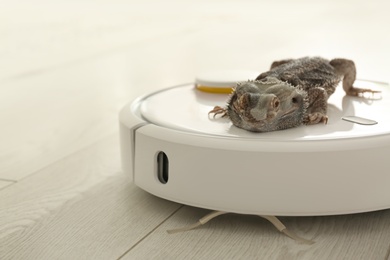 Robotic vacuum cleaner and bearded dragon lizard indoors, closeup