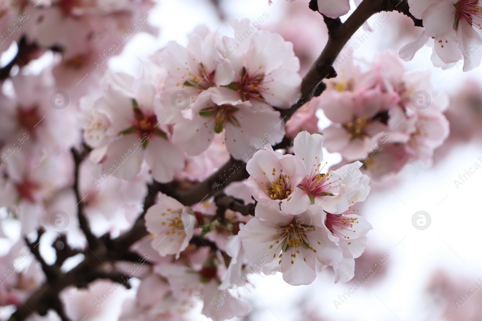 Photo of Delicate spring pink cherry blossoms on tree outdoors, closeup