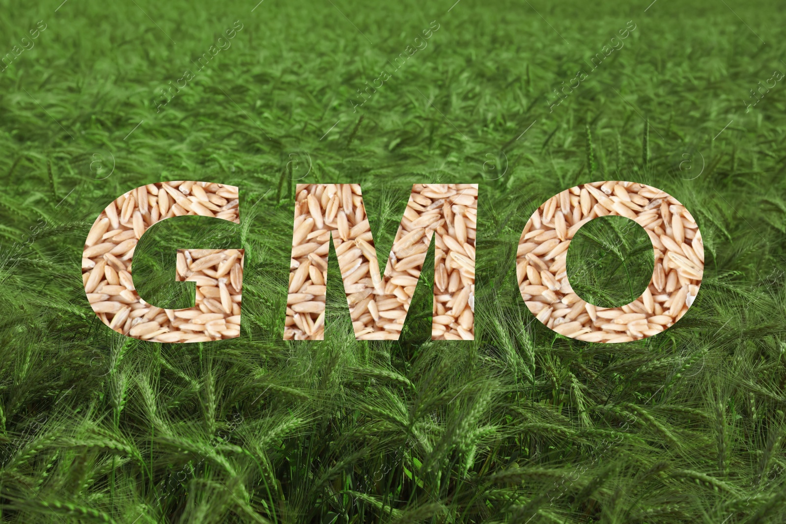 Image of Abbreviation GMO made of wheat grains and beautiful green field on background