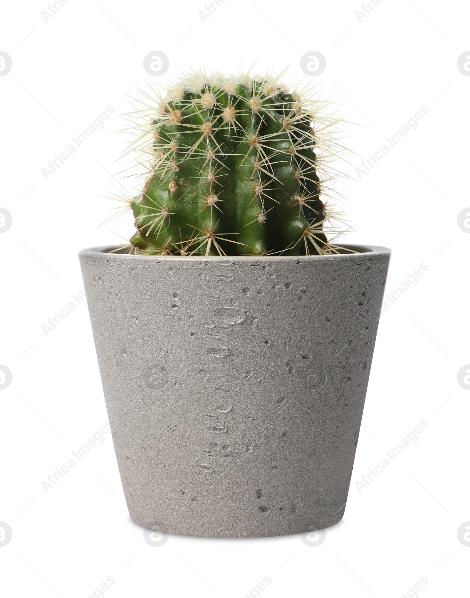 Photo of Beautiful cactus plant in pot on white background. House decor