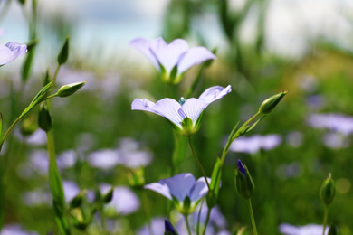 Photo of Closeup view of beautiful blooming flax field