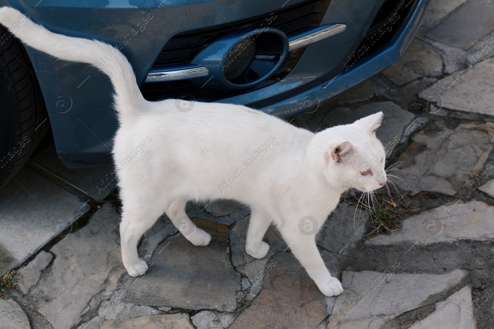 Photo of Lonely stray cat on stone surface near car outdoors. Homeless pet