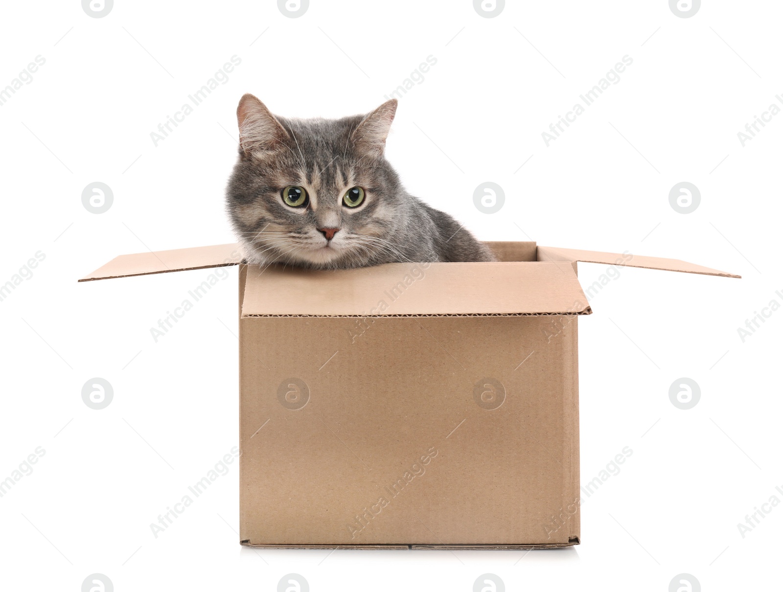 Photo of Cute grey tabby cat sitting in cardboard box on white background