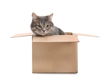 Cute grey tabby cat sitting in cardboard box on white background