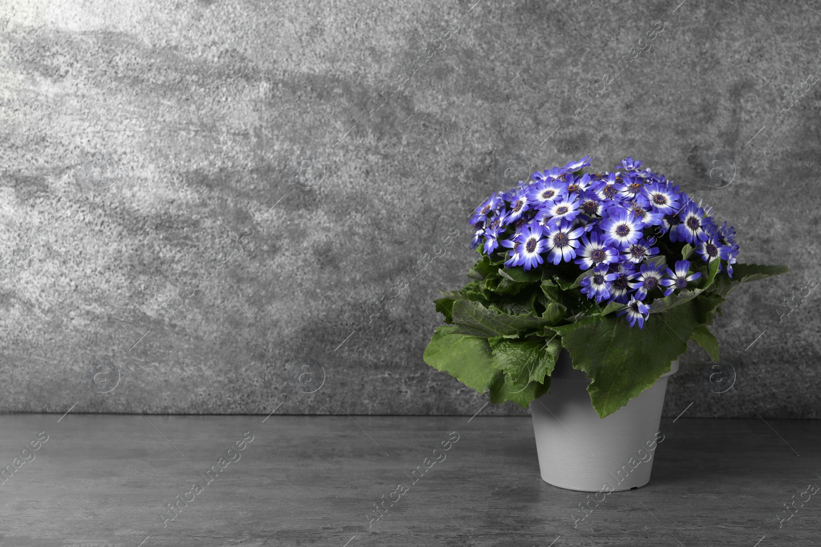 Photo of Beautiful purple cineraria plant in flower pot on grey table. Space for text