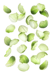 Image of Set with falling fresh leaves of savoy cabbage on white background