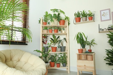 Stylish room interior with different home plants