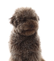 Photo of Cute Toy Poodle dog on white background