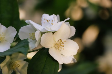 Photo of Closeup view of beautiful blooming white jasmine shrub outdoors