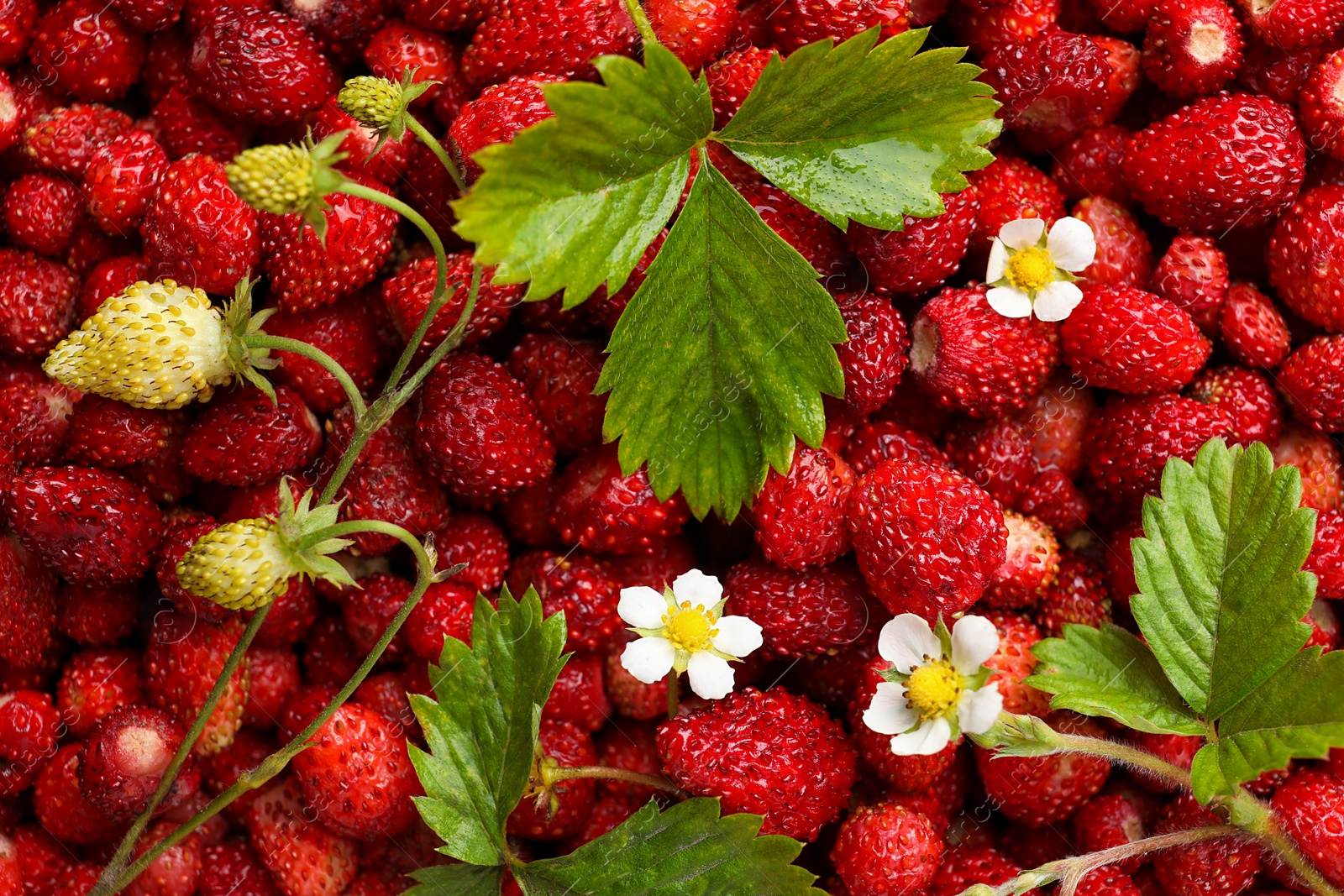 Photo of Many fresh wild strawberries, flowers and leaves as background, top view