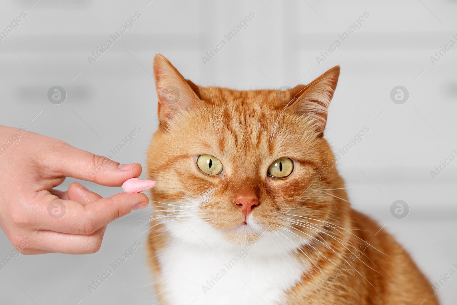 Photo of Woman giving vitamin pill to cute cat indoors, closeup