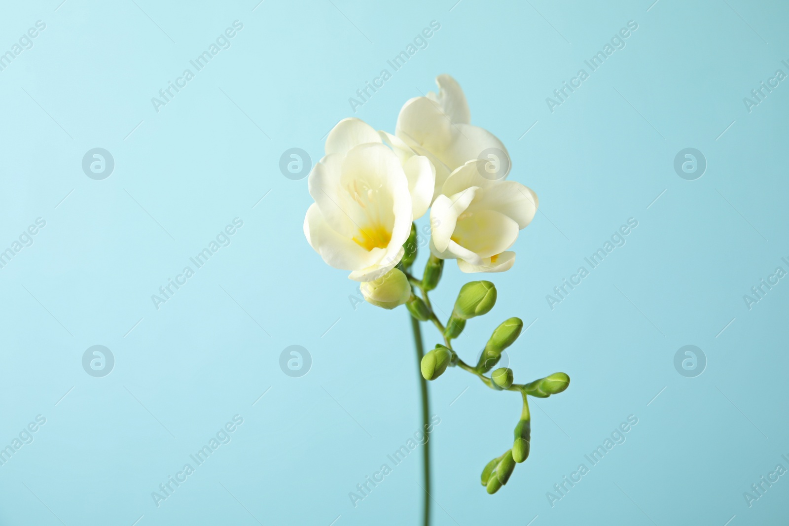 Photo of Beautiful freesia with fragrant flowers on color background