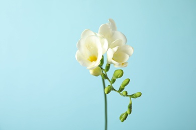 Photo of Beautiful freesia with fragrant flowers on color background