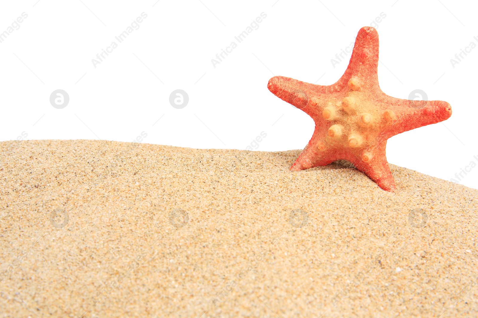 Photo of Beautiful sea star (starfish) in sand isolated on white