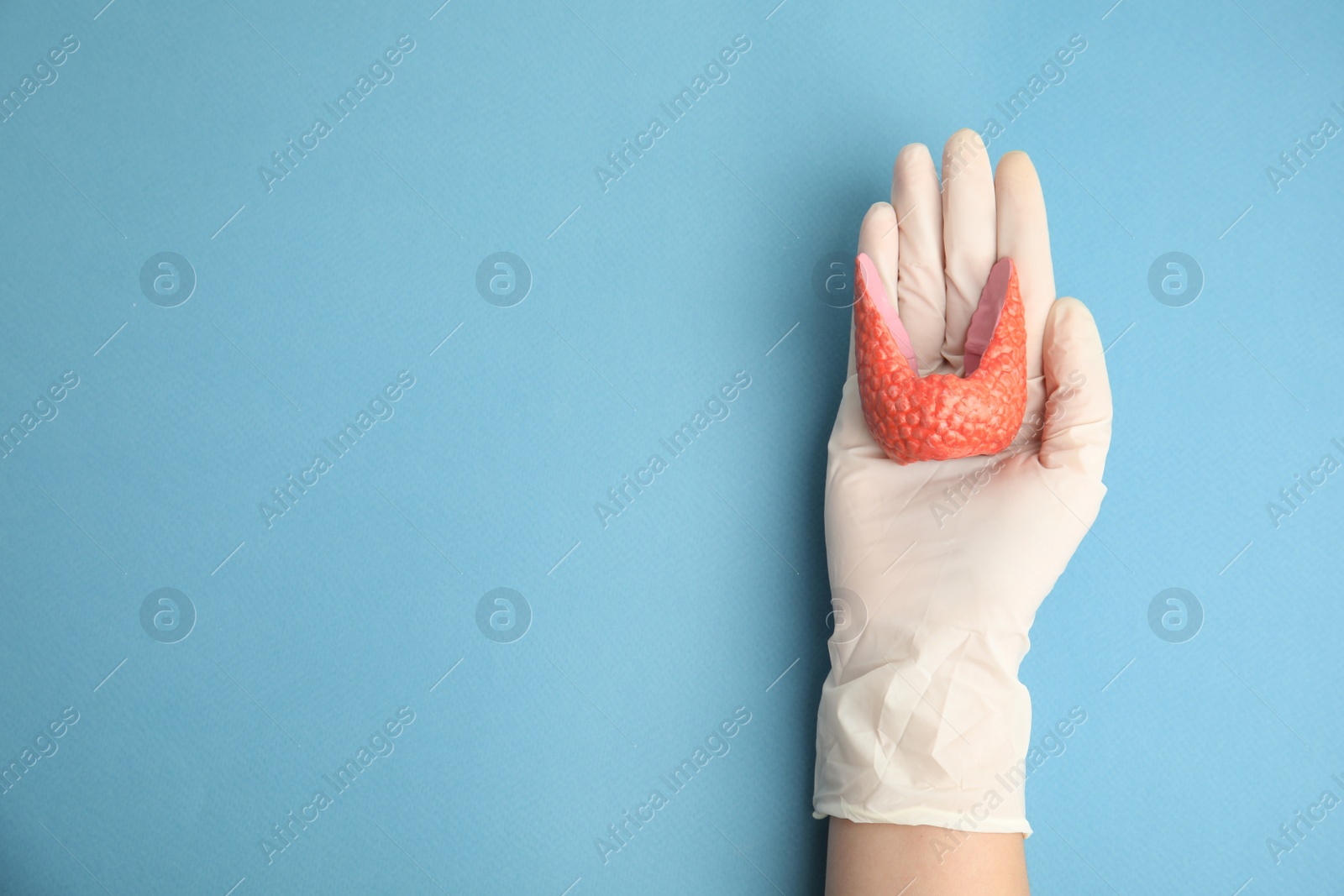 Photo of Doctor holding plastic model of healthy thyroid on light blue background, top view. Space for text