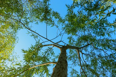 Beautiful willow tree with green leaves against blue sky, bottom view
