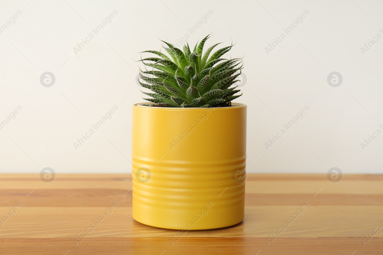 Photo of Houseplant in yellow tin can on wooden table, closeup