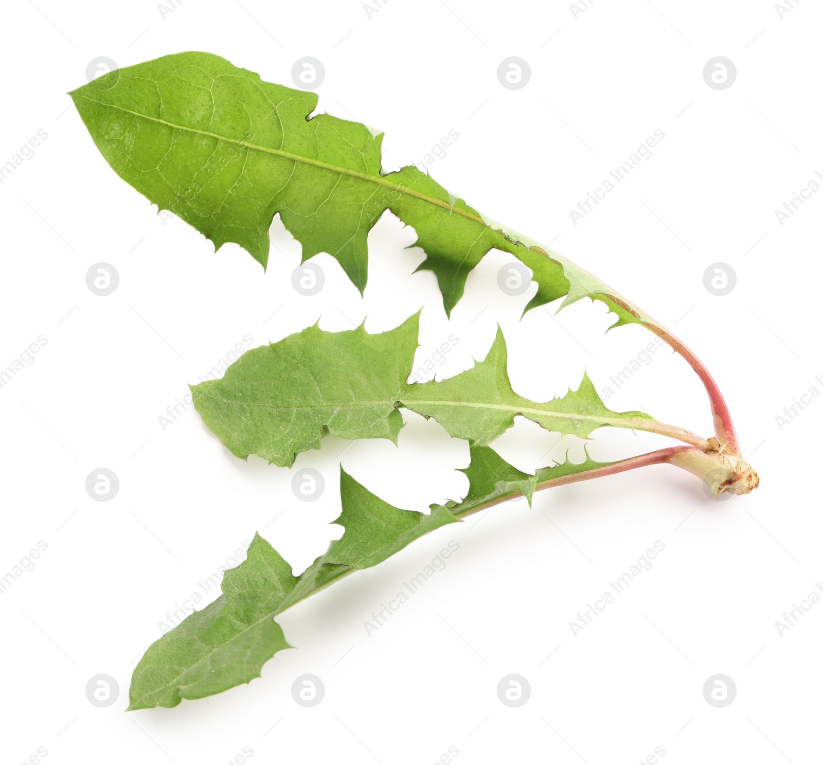 Photo of Fresh green dandelion leaves on white background