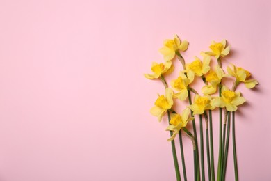 Beautiful yellow daffodils on pink background, flat lay. Space for text