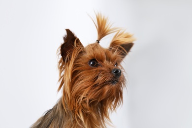 Photo of Adorable Yorkshire terrier on blurred background. Happy dog