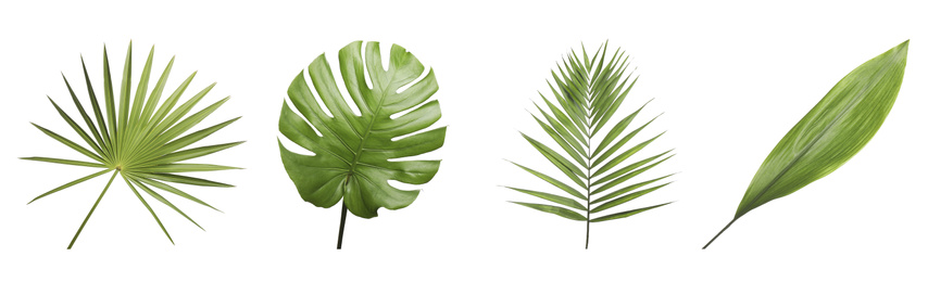 Image of Set of different fresh tropical leaves on white background. Banner design