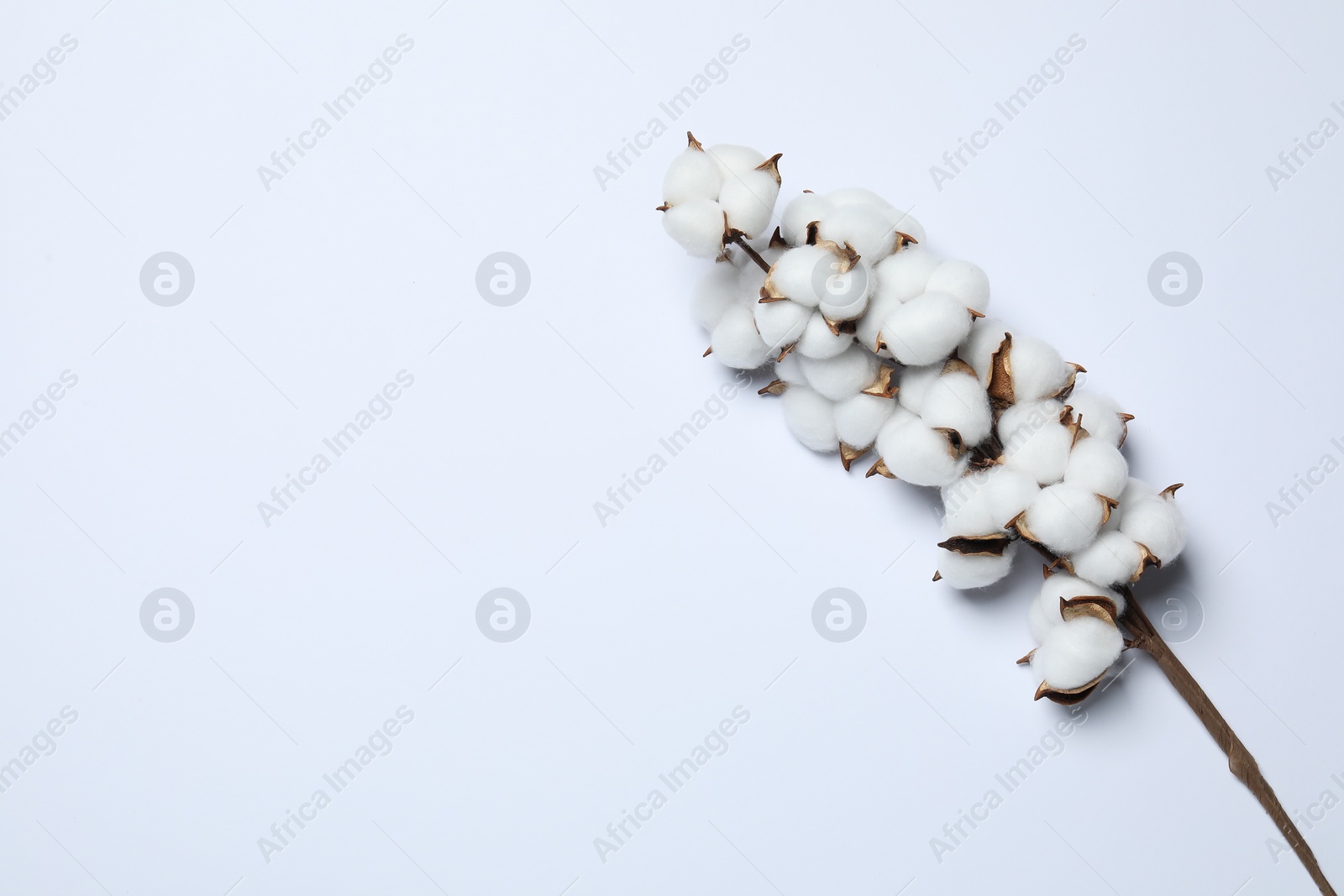 Photo of Branch with cotton flowers on white background, top view. Space for text