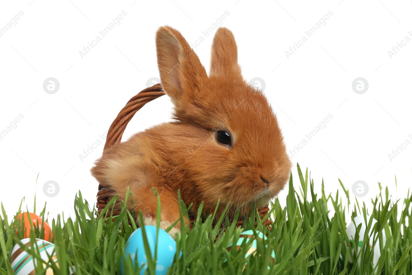 Photo of Adorable fluffy bunny in wicker basket and Easter eggs on green grass, white background