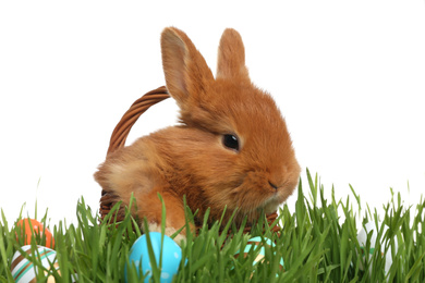 Adorable fluffy bunny in wicker basket and Easter eggs on green grass, white background