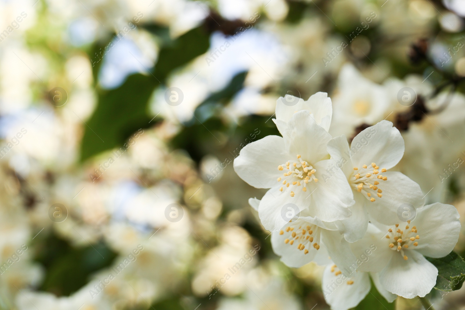 Photo of Beautiful blooming white jasmine shrub outdoors, closeup. Space for text