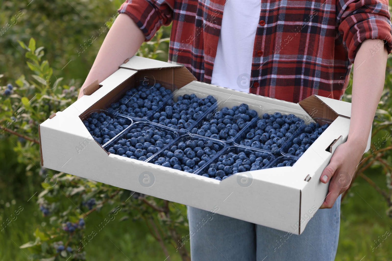 Photo of Woman holding box with containers of fresh blueberries outdoors, closeup. Seasonal berries