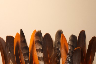 Many different bird feathers on beige background, flat lay. Space for text