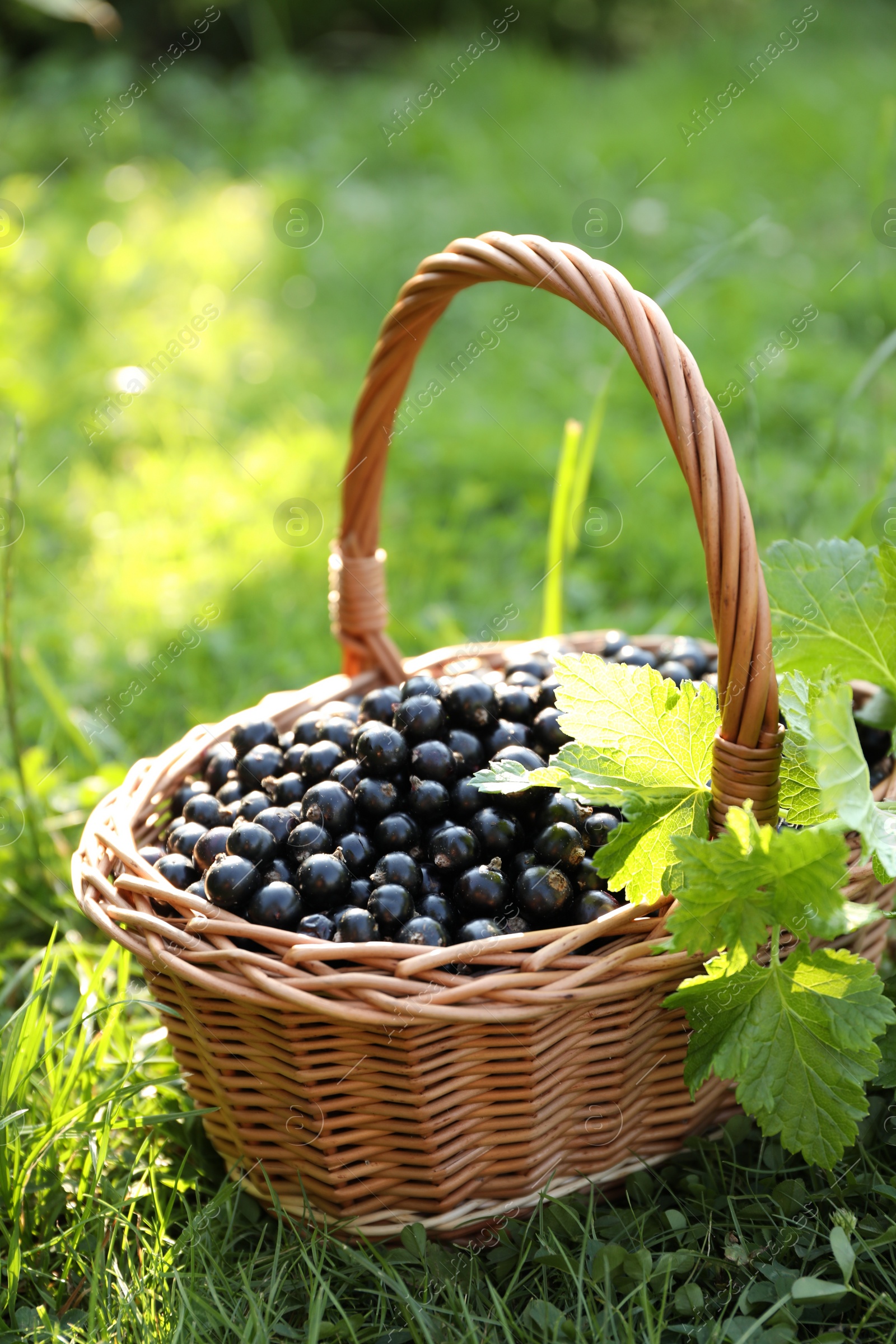 Photo of Ripe blackcurrants in wicker basket on green grass