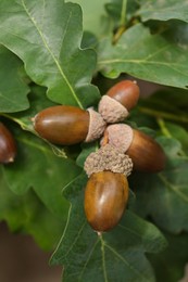 Photo of Oak branch with acorns and leaves outdoors, closeup