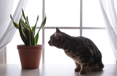 Adorable cat and houseplant on window sill at home