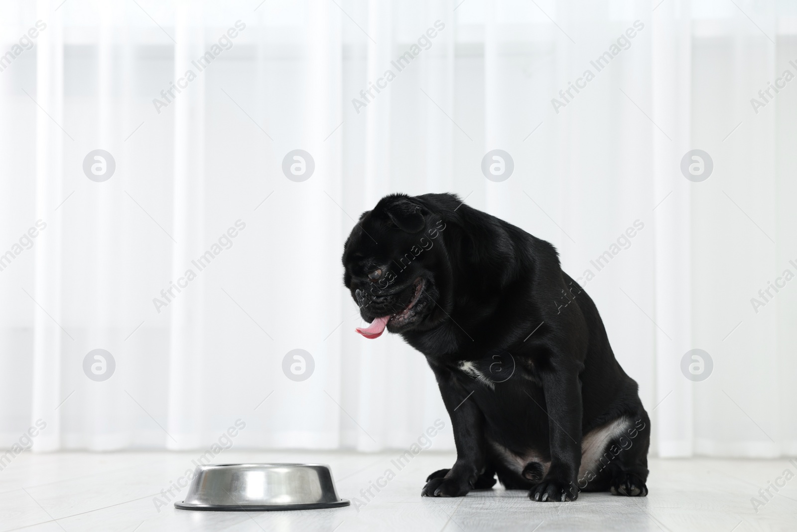 Photo of Cute Pug dog eating from metal bowl in room, space for text