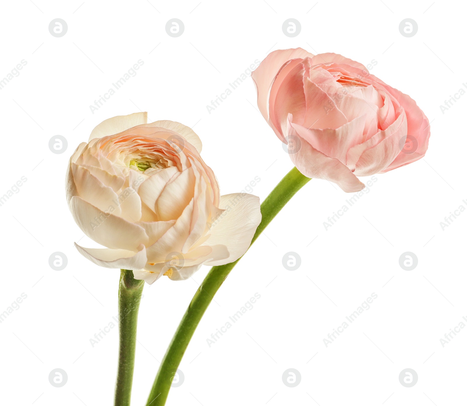 Photo of Beautiful ranunculus flowers on white background