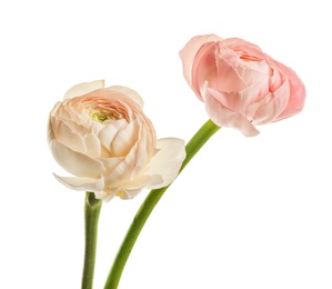 Beautiful ranunculus flowers on white background