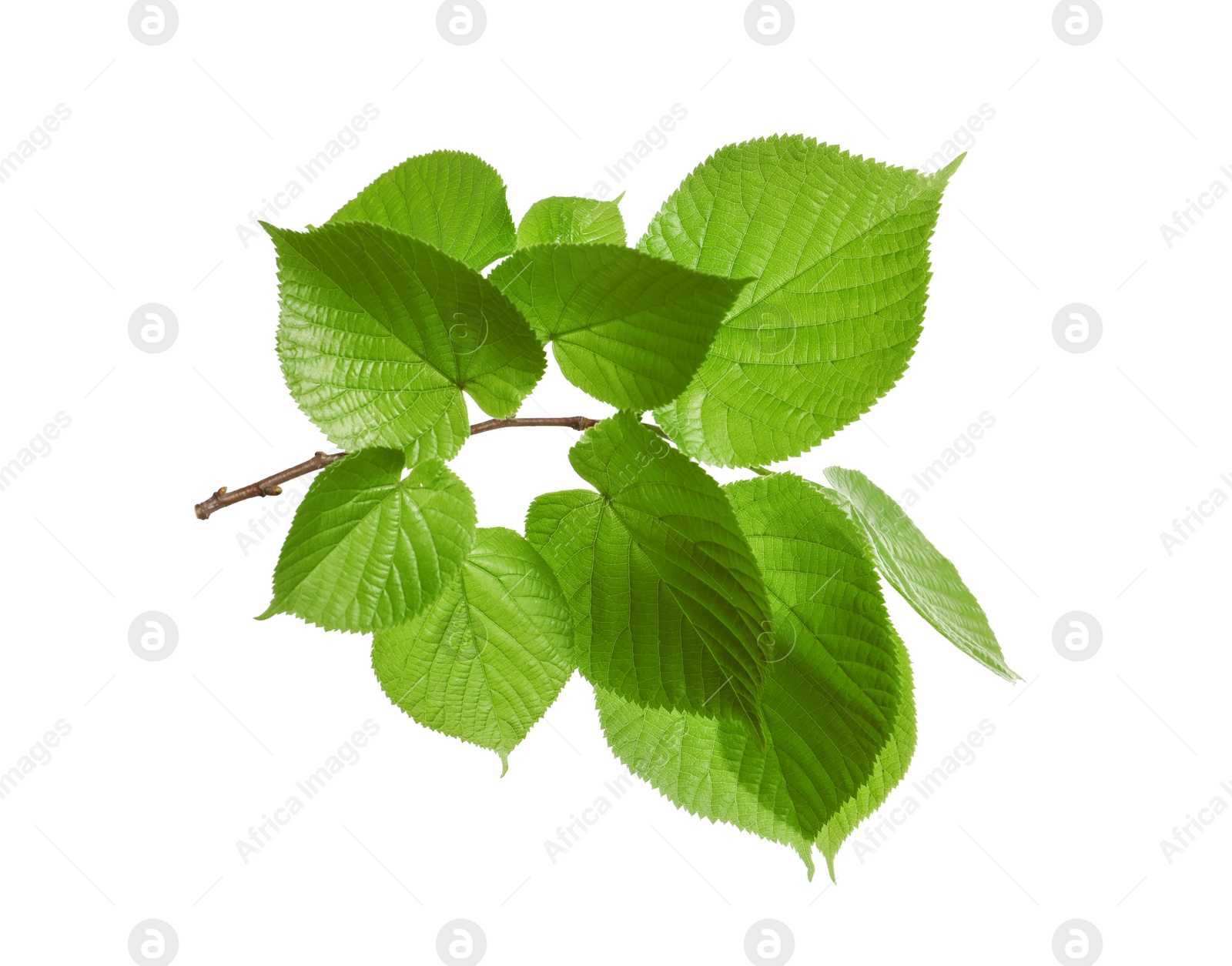 Photo of Branch with green leaves on white background