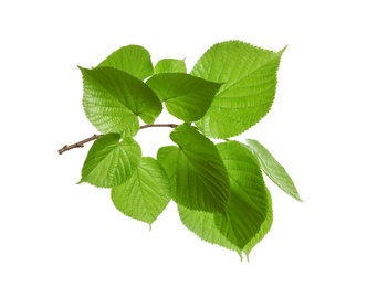 Photo of Branch with green leaves on white background