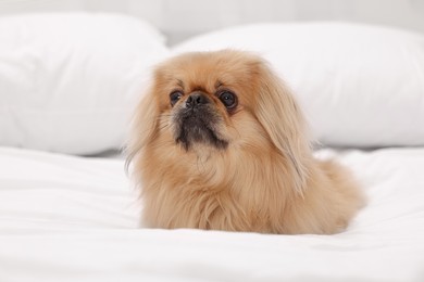 Photo of Cute Pekingese dog on bed in room