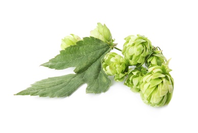 Fresh green hops on white background. Beer production