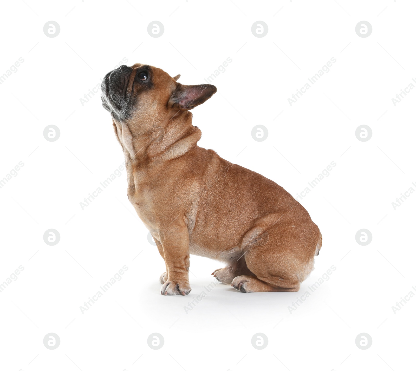 Photo of Cute French bulldog on white background. Funny pet