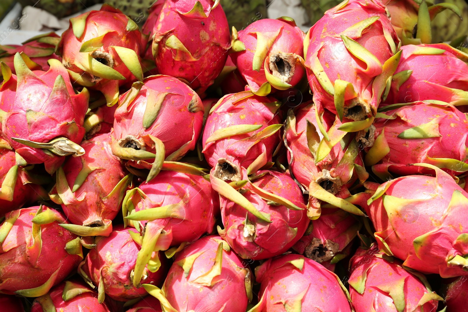 Photo of Pile of delicious fresh ripe pitahayas, closeup