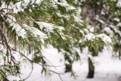 Photo of Coniferous branches covered with fresh snow, closeup