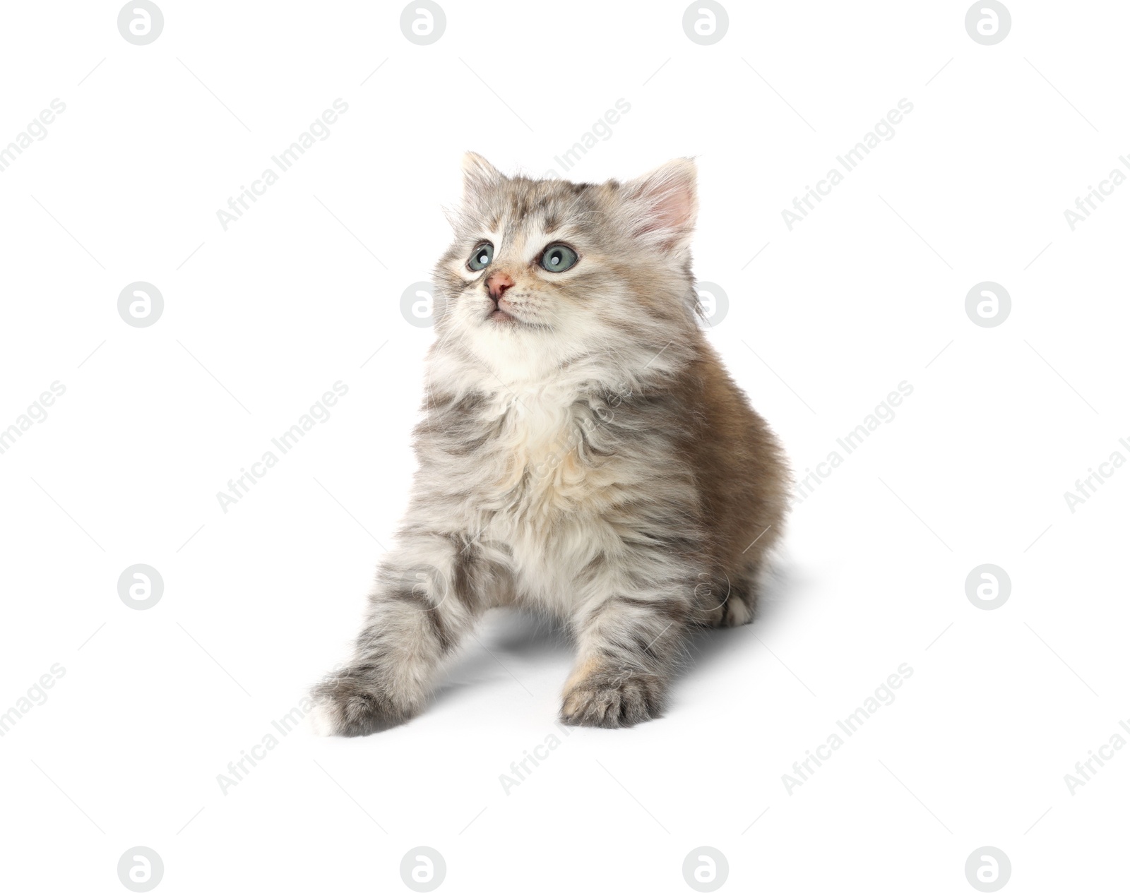 Photo of Beautiful kitten on white background. Cute pet