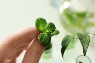 Lab assistant holding green plant on blurred background, closeup. Biological chemistry