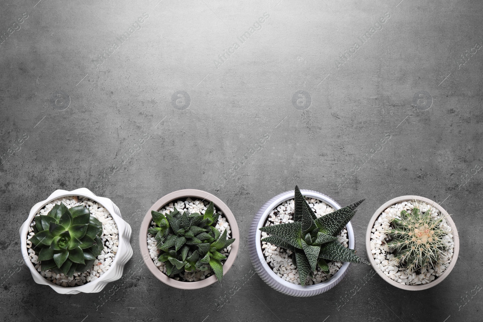 Photo of Beautiful Haworthia, Cactus and Echeveria in pots on grey table, flat lay with space for text. Different house plants