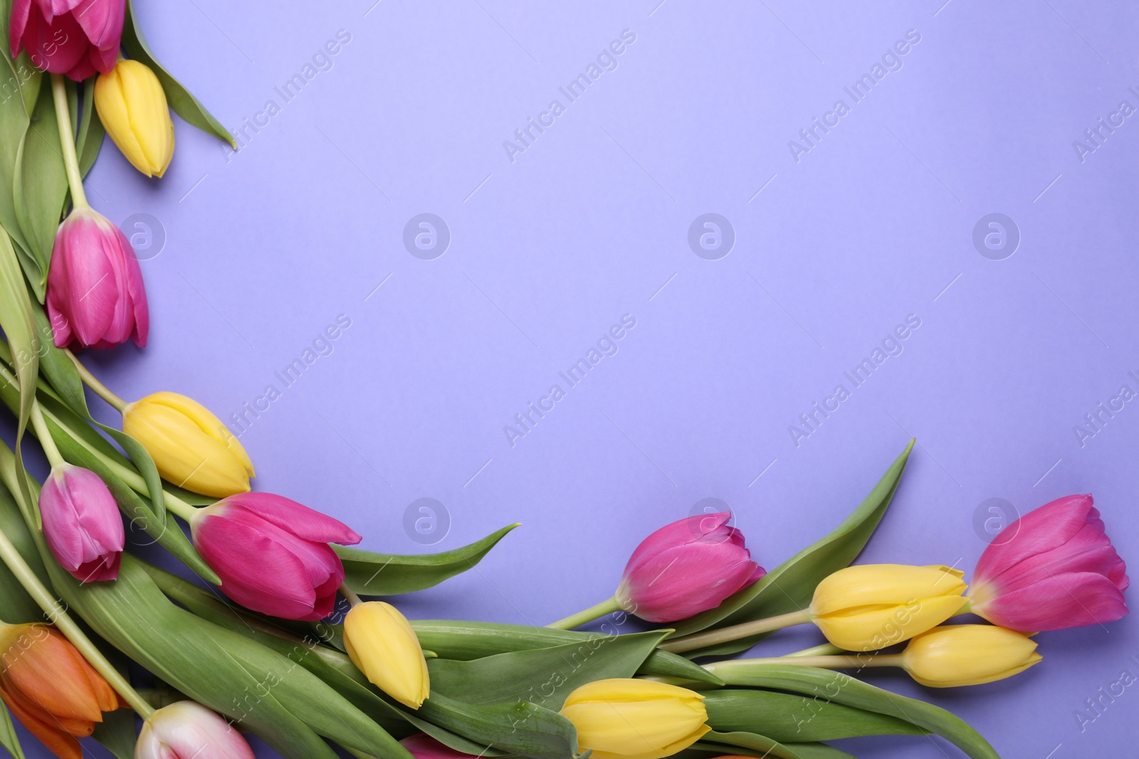 Photo of Beautiful tulips on violet background, flat lay. Space for text