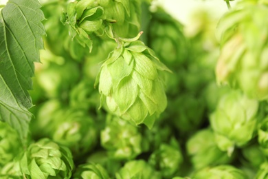 Photo of Fresh green hop on blurred background. Beer production